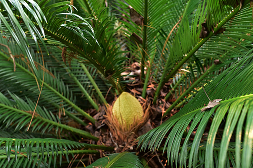 Sago Palm 2