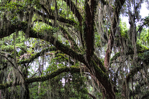 SAND LIVE OAK