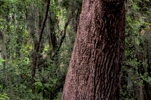 Sand Live Oak Trunk