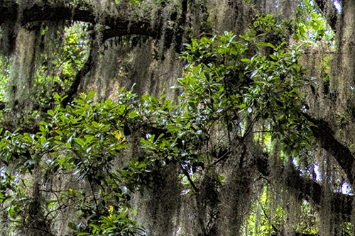 Sand Live Oak Limbs