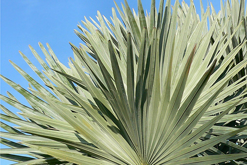 SAW PALMETTO