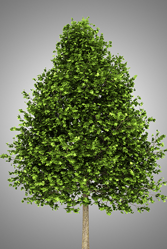 Sweetgum Tree