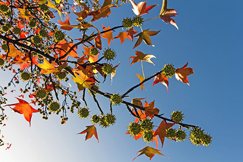 Sweetgum 2