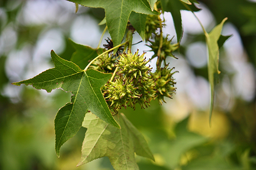 Sweetgum 3