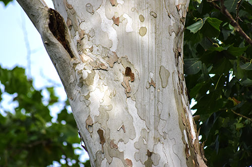 Sycamore Bark