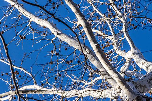 Sycamore Limbs