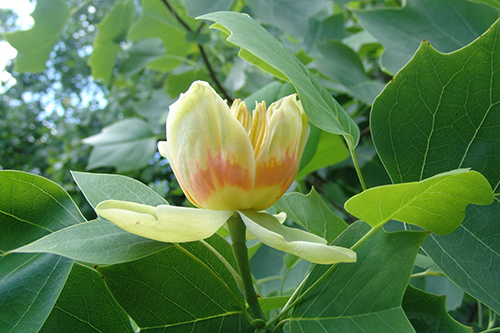 Tuliptree 1