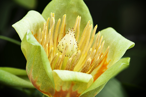 Tuliptree Bloom