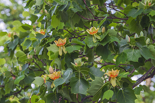 Tuliptree Branches
