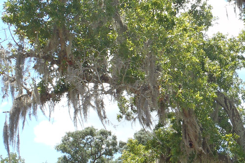 Turkey Oak Branch