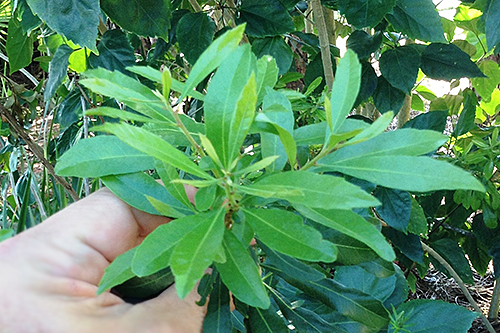 WAX MYRTLE