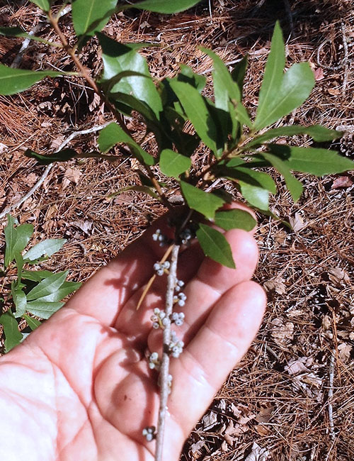 Wax Myrtle Berries
